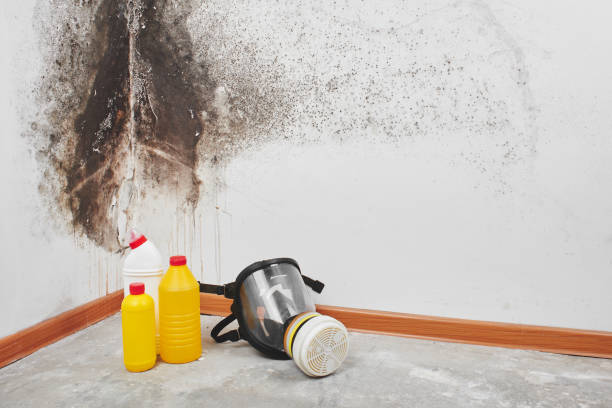 Best Mold Damage Repair  in The Dalles, OR