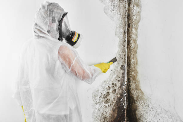 Best Attic Mold Removal  in The Dalles, OR