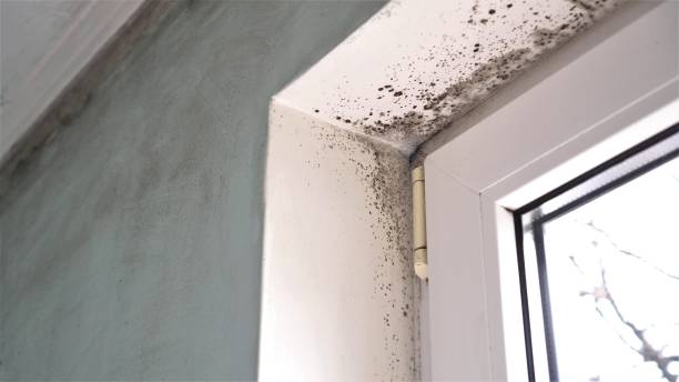 Certified Mold Removal in The Dalles, OR