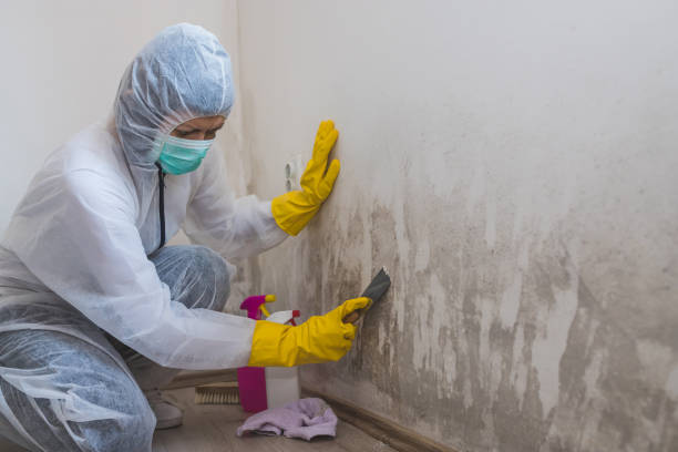 Best Best Mold Removal Companies  in The Dalles, OR