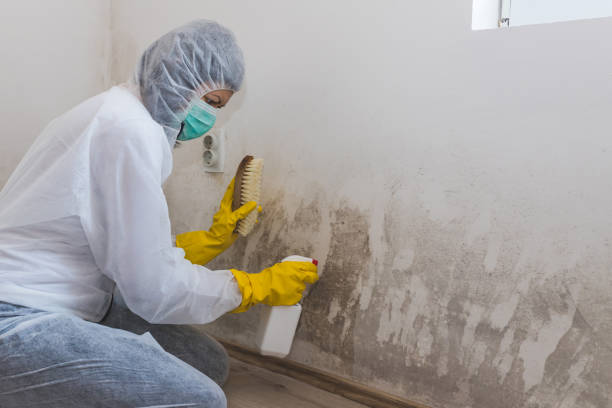 Mold Removal and Inspection in The Dalles, OR