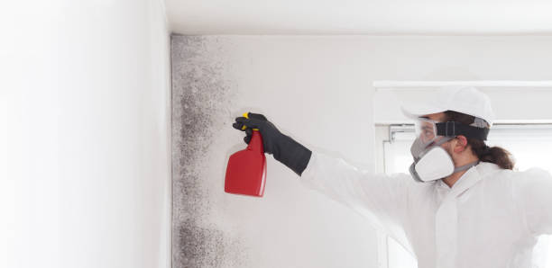 Mold Removal and Inspection in The Dalles, OR