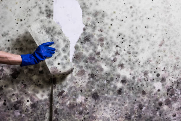 Best Professional Mold Removal  in The Dalles, OR