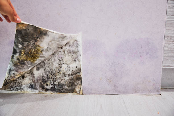 Best Commercial Mold Removal  in The Dalles, OR
